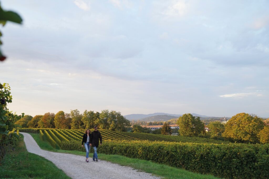 Two people walking along a vineyard in the evening light