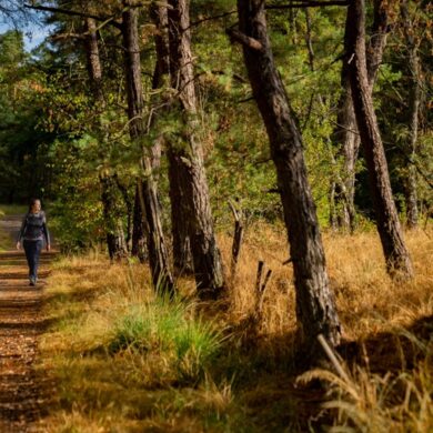 Eine Frau wandert durch einen von der Sommersonne beschienenen Waldpfad auf dem Bergischen Weg