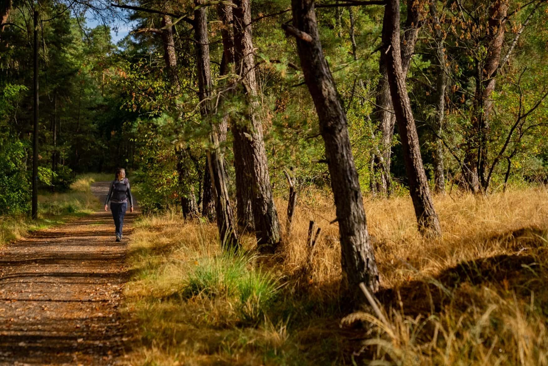 Eine Frau wandert durch einen von der Sommersonne beschienenen Waldpfad auf dem Bergischen Weg