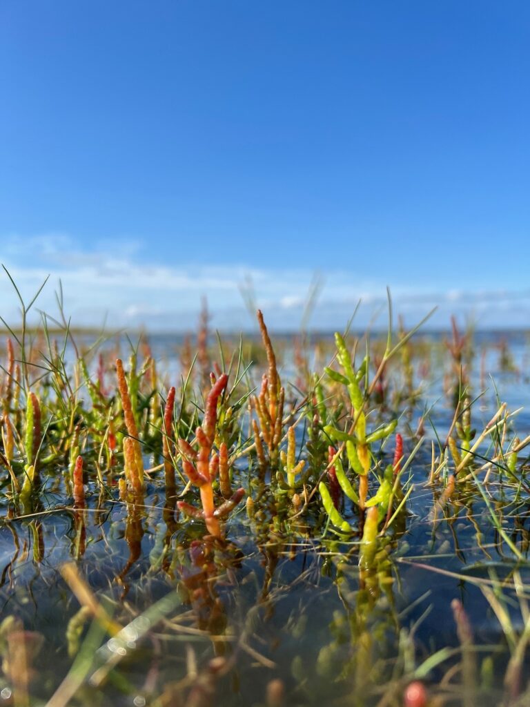 A salt marsh with marsh samphire