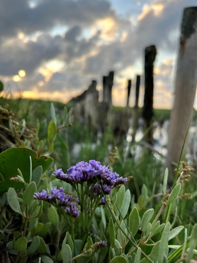 Sea Lavender in a salt marsh