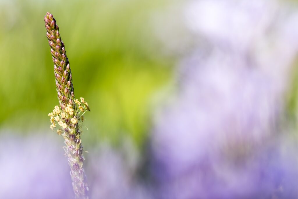 Sea plantain close-up