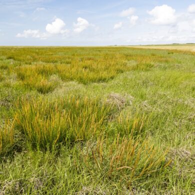 Sea Arrowgrass at the North Sea Coast