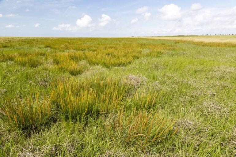 Sea Arrowgrass at the North Sea Coast