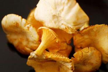 Nahaufnahme mehrerer Pfifferlinge vor schwarzem Hintergrund