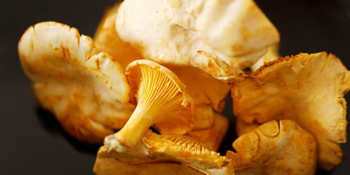 Close-up of several chanterelle mushrooms against a black background