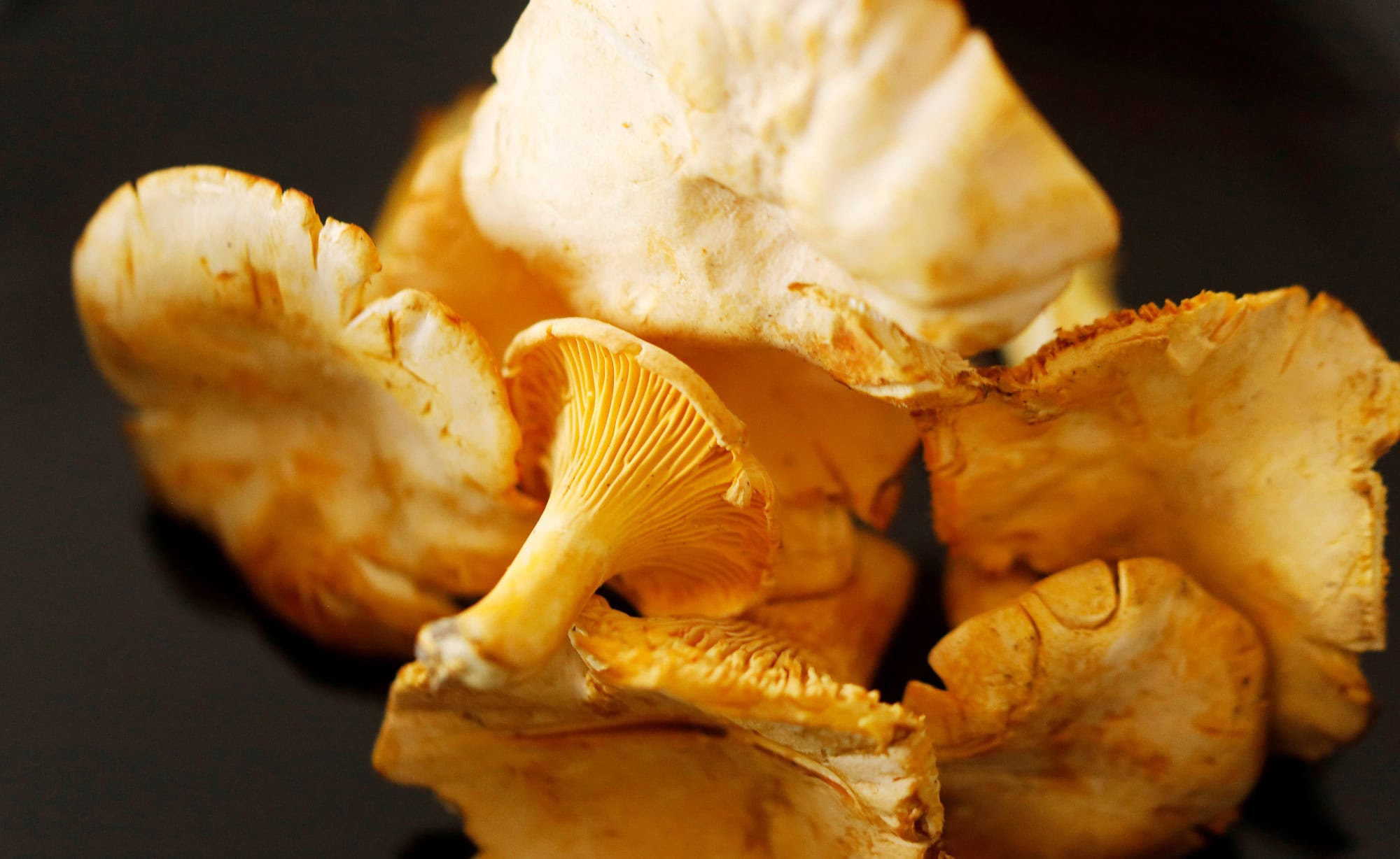 Close-up of several chanterelle mushrooms against a black background