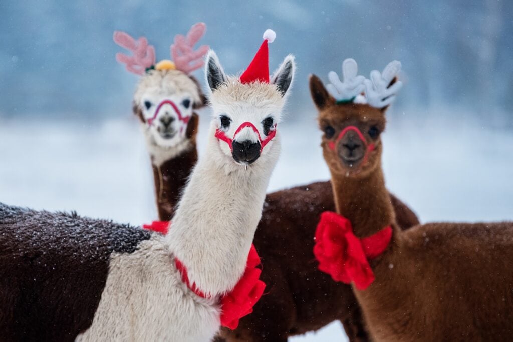 Drei Alpakas mit Weihnachtsutensilien