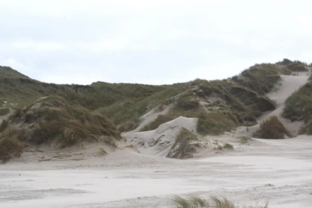 Transition from the beach to the dune landscape