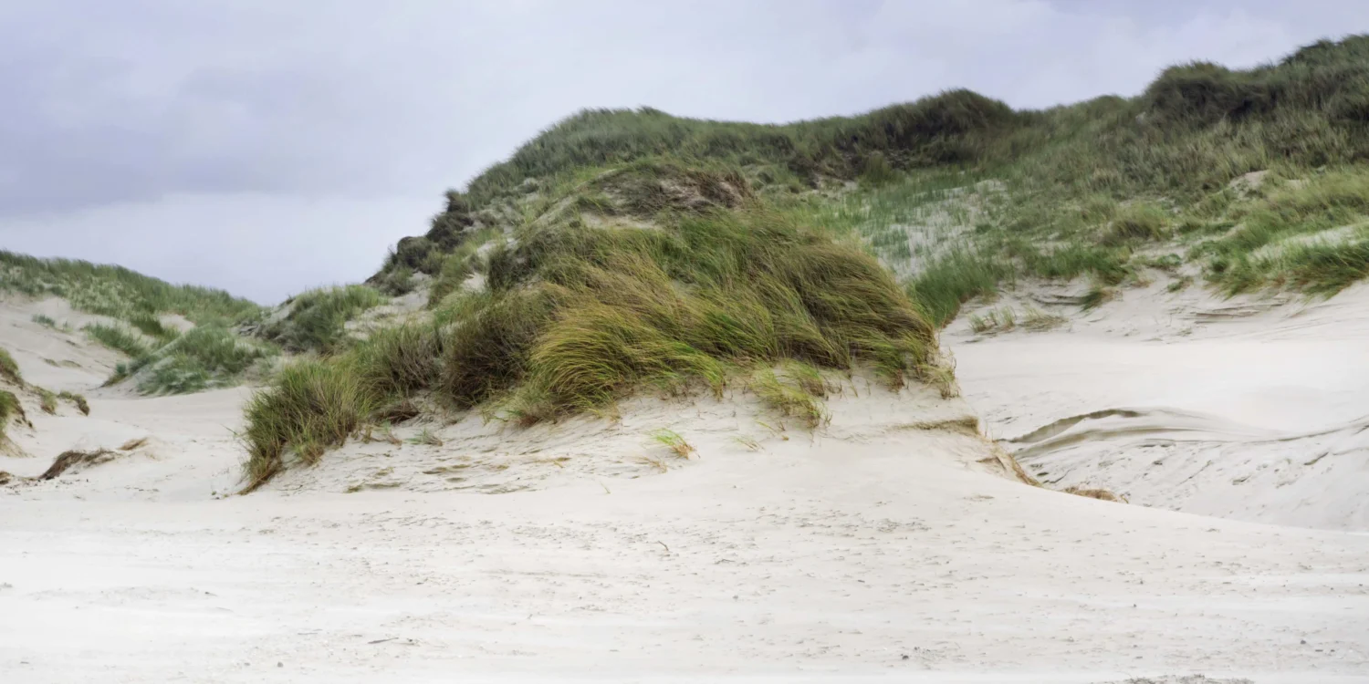 Panoramic view of the extensive, green dune landscape on Amrum