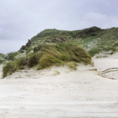 Panoramic view of the extensive, green dune landscape on Amrum