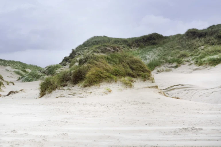 Panoramic view of the extensive, green dune landscape on Amrum