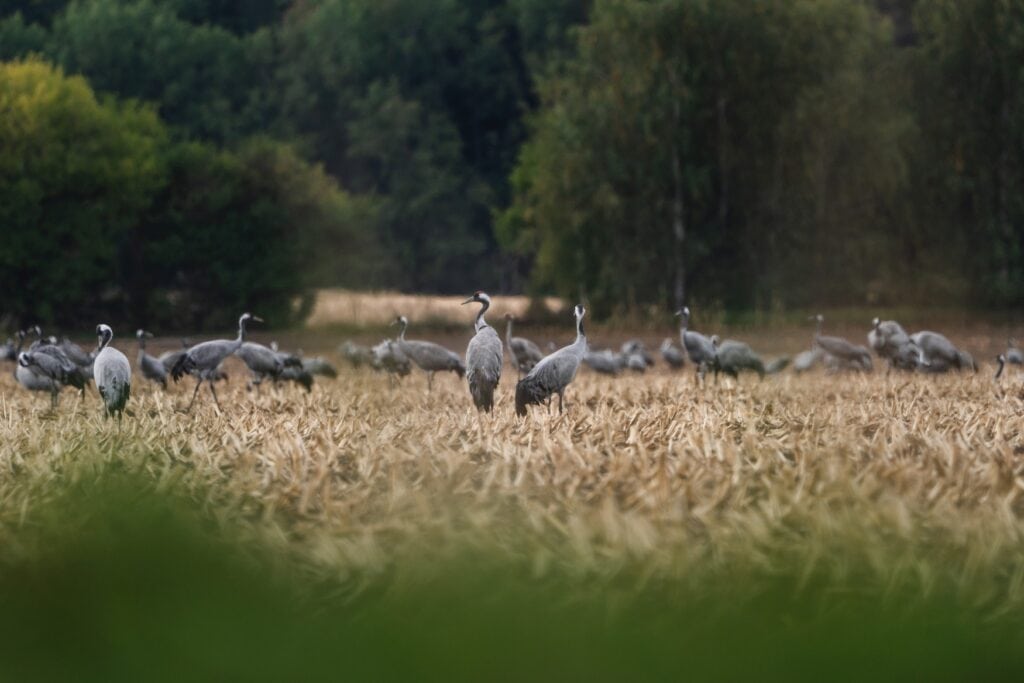 Auf einer strohbraunen Weide stehen zahlreiche Kraniche in kleinen Gruppen beieinander, zwei Kraniche stehen im Fokus des Bildes. Hinter der Weide grenzen unscharf im Hintergrund einige buschige Bäume an.