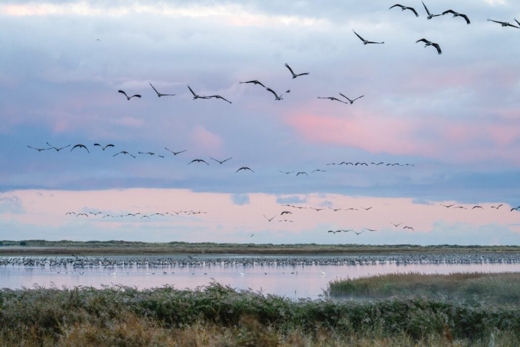 In einer weitläufigen Boddenlandschaft stehen zahllose Kraniche im Wasser. Darüber fliegen vor einem blau-rosafarbenen Morgenhimmel weitere Kraniche hinweg.