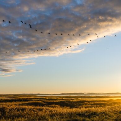 Über einer küstennahen Wiese fliegt eine Formation Kraniche in Richtung der aufgehenden Sonne. Über den Kranichen einige Wolken, die von der Sonne von unten gold-gelb angestrahlt werden.