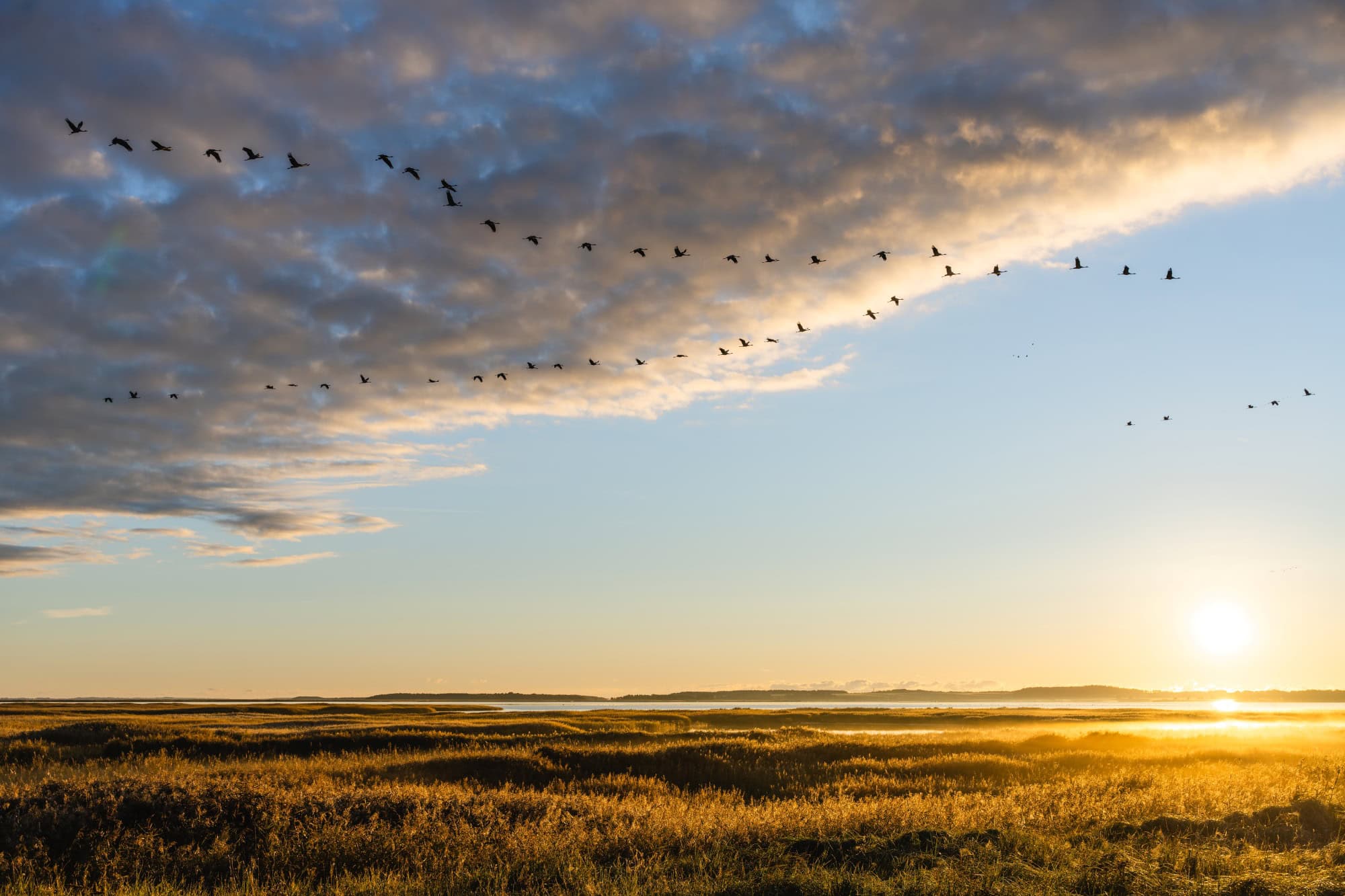 Über einer küstennahen Wiese fliegt eine Formation Kraniche in Richtung der aufgehenden Sonne. Über den Kranichen einige Wolken, die von der Sonne von unten gold-gelb angestrahlt werden.