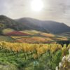 Herbstbunte Weinberge im Ahrtal unter der Mittagssonne