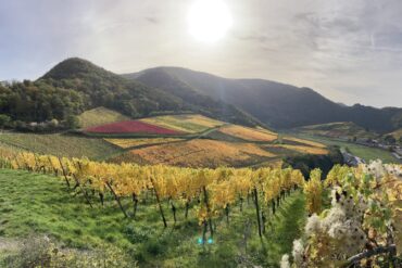 Herbstbunte Weinberge im Ahrtal unter der Mittagssonne