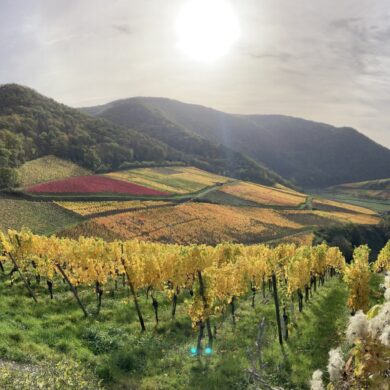 Herbstbunte Weinberge im Ahrtal unter der Mittagssonne