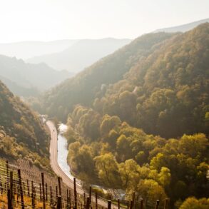 Blick von einem Weinberg aus ins herbstlich bewaldete Ahrtal; mittig fließt die Ahr, links und rechts ziehen sich gelb-goldene Hänge in die Höhe. Alles im warmen Licht der Morgensonne.