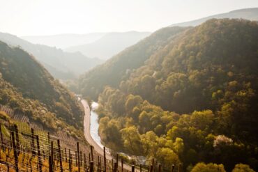 Blick von einem Weinberg aus ins herbstlich bewaldete Ahrtal; mittig fließt die Ahr, links und rechts ziehen sich gelb-goldene Hänge in die Höhe. Alles im warmen Licht der Morgensonne.