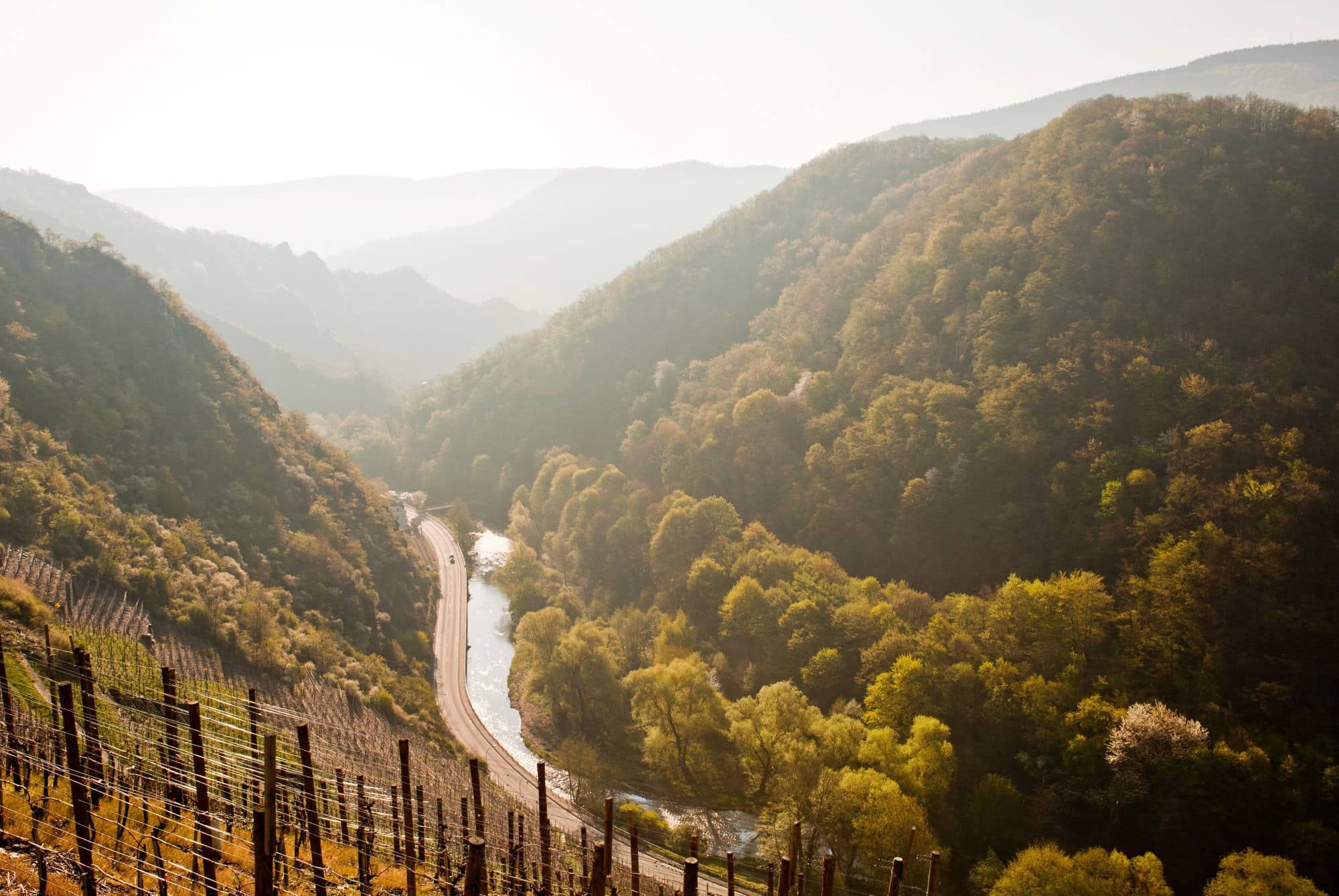 Blick von einem Weinberg aus ins herbstlich bewaldete Ahrtal; mittig fließt die Ahr, links und rechts ziehen sich gelb-goldene Hänge in die Höhe. Alles im warmen Licht der Morgensonne.