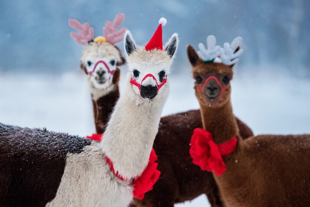 Three alpacas with Christmas paraphernalia