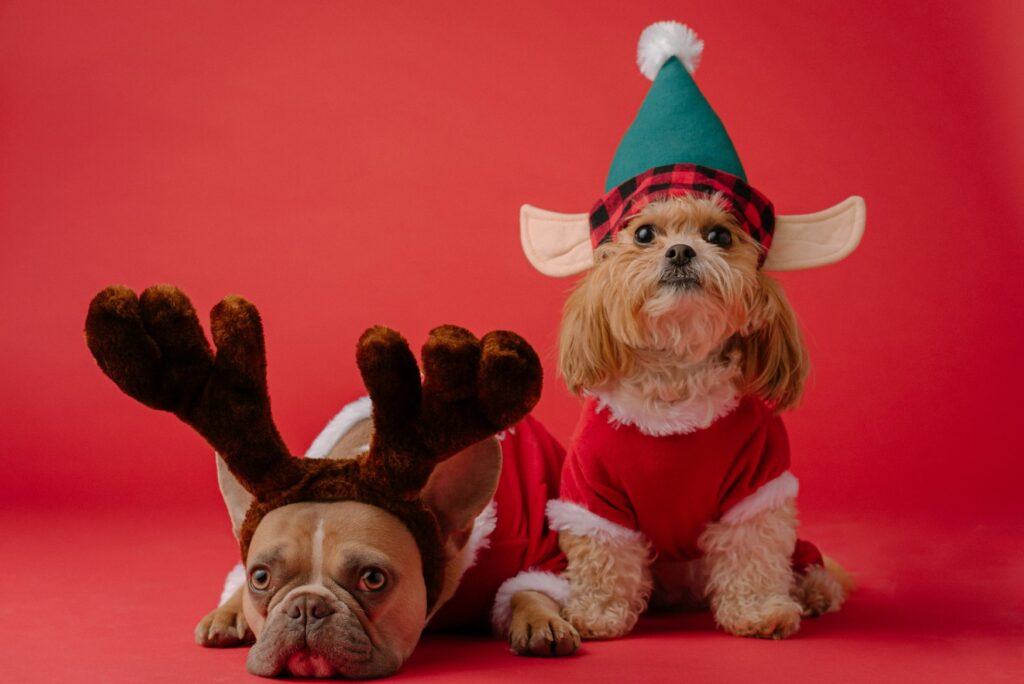 Two dogs in Christmas costumes in front of a red background