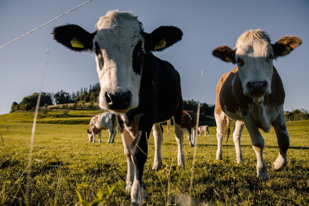 Zwei Kälber stehen auf einer grünen Weide und schauen direkt in die Kamera