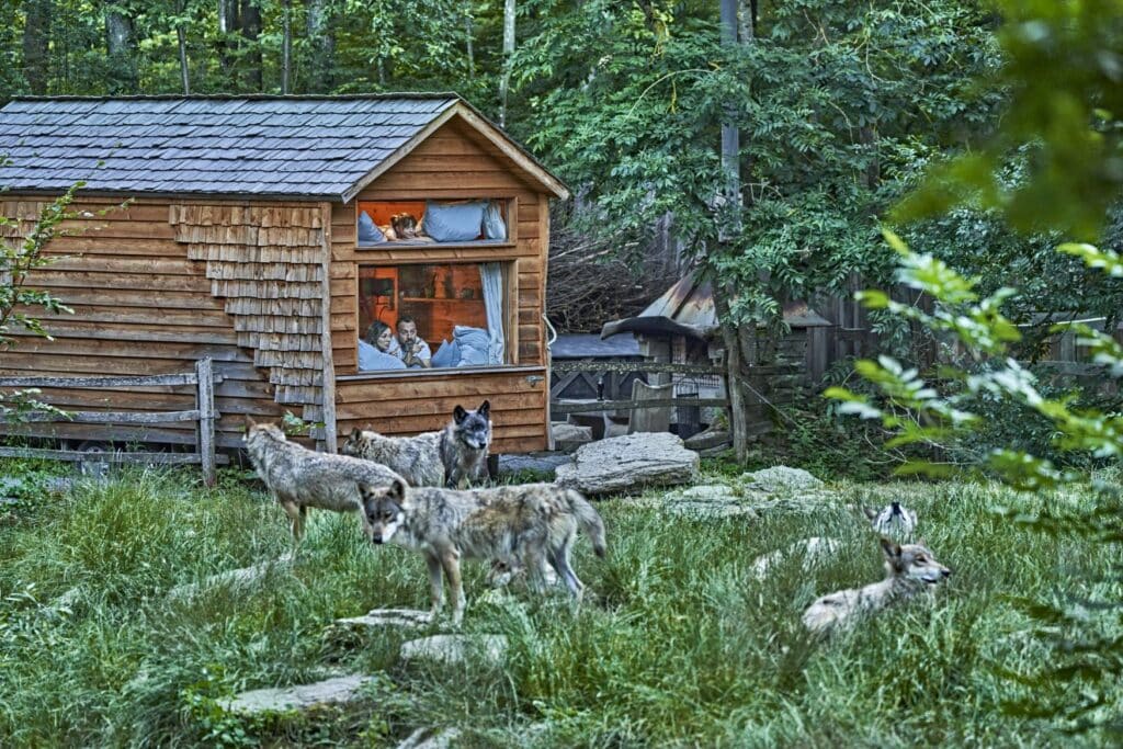 Ein Rudel Wölfe steht vor einer Holzhütte in einem Wald