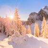 Eine ganze Reihe dicht verschneiter Tannen in den Allgäuer Alpen bei Pfronten