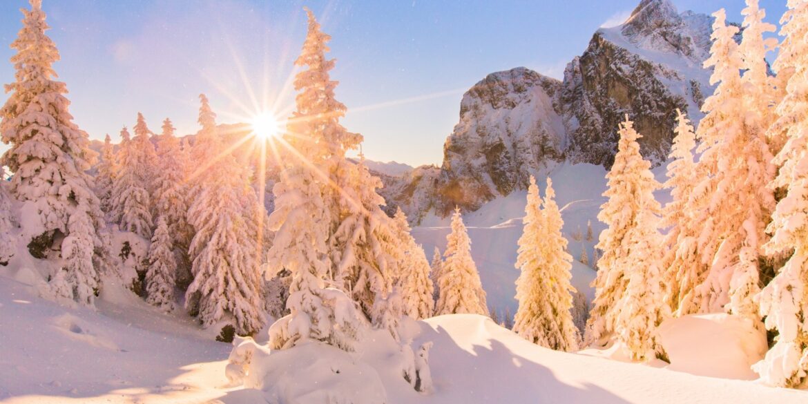 Eine ganze Reihe dicht verschneiter Tannen in den Allgäuer Alpen bei Pfronten