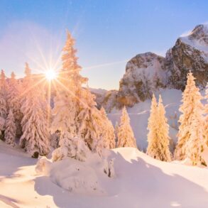 Eine ganze Reihe dicht verschneiter Tannen in den Allgäuer Alpen bei Pfronten