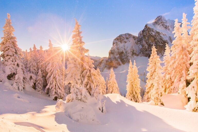 Eine ganze Reihe dicht verschneiter Tannen in den Allgäuer Alpen bei Pfronten