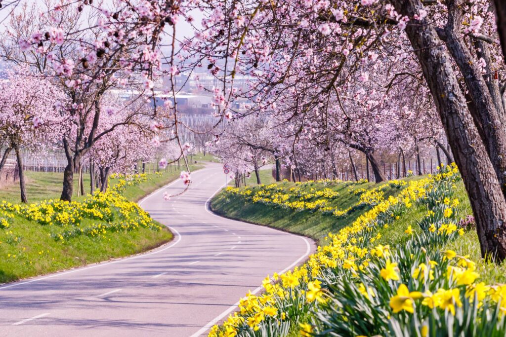 A beautiful experience in Germany is the almond blossom in the Palatinate.