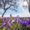 A meadow full of blooming crocuses against a blue sky. In the background, a woman is riding a bicycle.