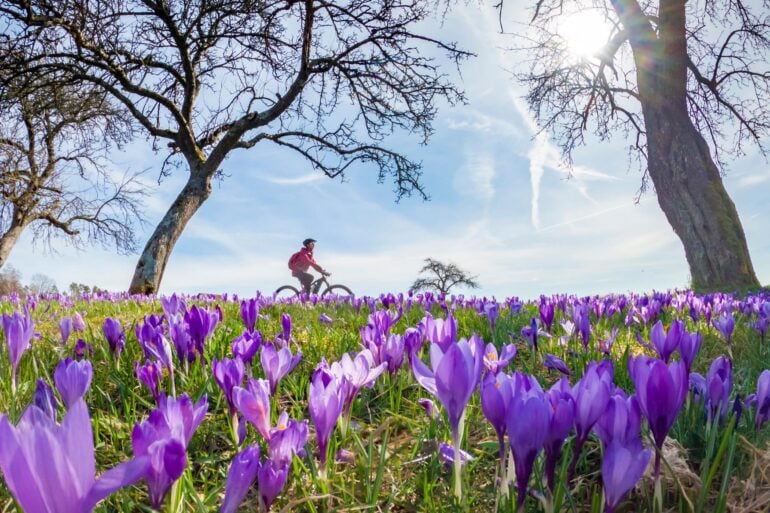 A meadow full of blooming crocuses against a blue sky. In the background, a woman is riding a bicycle.