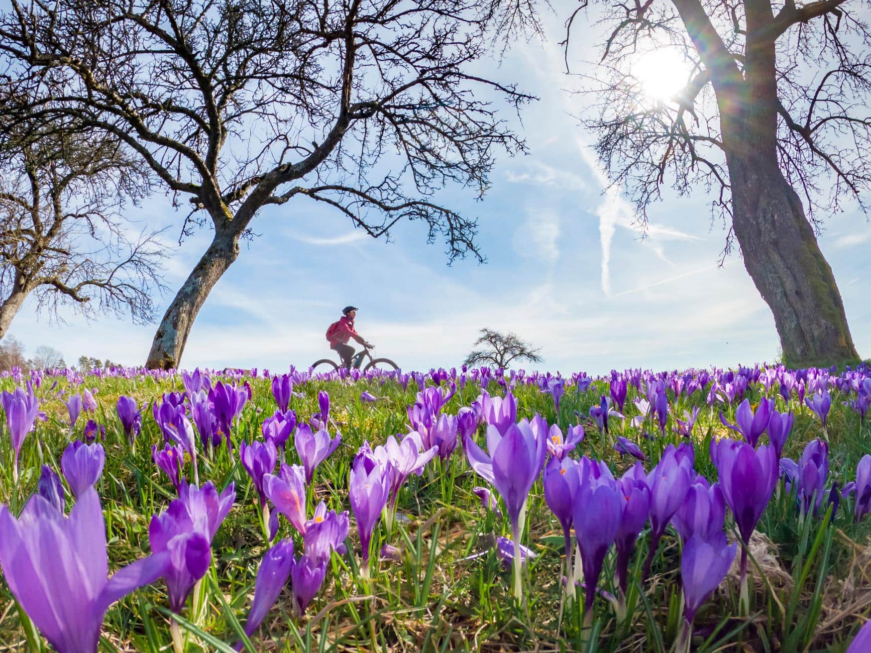 A meadow full of blooming crocuses against a blue sky. In the background, a woman is riding a bicycle.