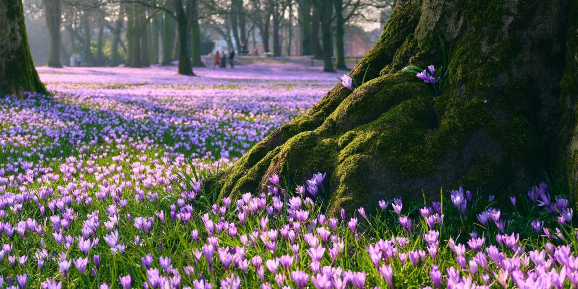 In einem dünnen Wald mit dicken Bäumen ist der Boden von lila blühenden Krokussen übersäht.