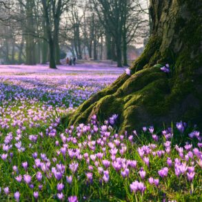 In einem dünnen Wald mit dicken Bäumen ist der Boden von lila blühenden Krokussen übersäht.