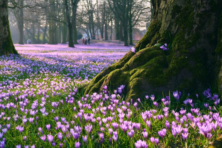 In einem dünnen Wald mit dicken Bäumen ist der Boden von lila blühenden Krokussen übersäht.