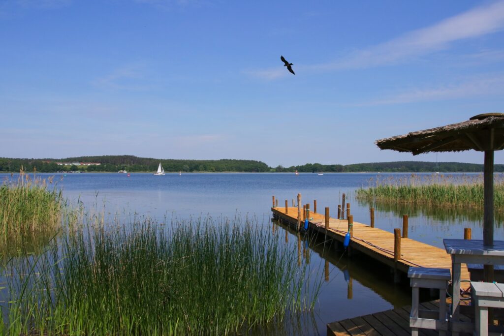 A lake in the Müritz National Park in Mecklenburg-Western Pomerania. An eagle flies over a jetty.