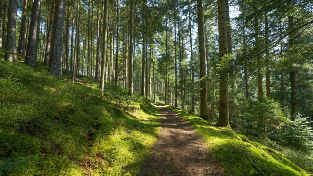 Ein leicht sonniger Trampelpfad durch den Schwarzwald