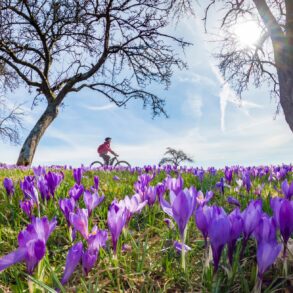 Eine Wiese voller blühender Krokosse vor blauem Himmel. Im Hintergrund fährt eine Frau Fahrrad