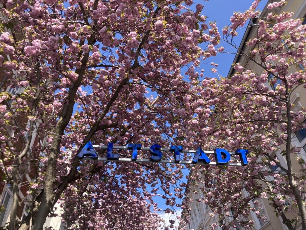 Zwischen zwei Häusern hängt, überdacht von knalligen Kirschblüten, ein blauer Schriftzug "Altstadt".