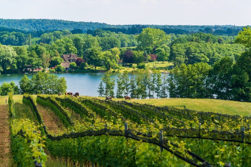 Ein Weinberg in der Holsteinischen-Schweiz im Umland von Kiel. Im Hintergrund ein See mit bewaldetem Ufer