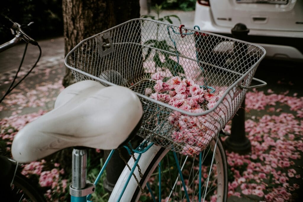 In einem Fahrradkorb liegen heruntergefallene Kirschblüten