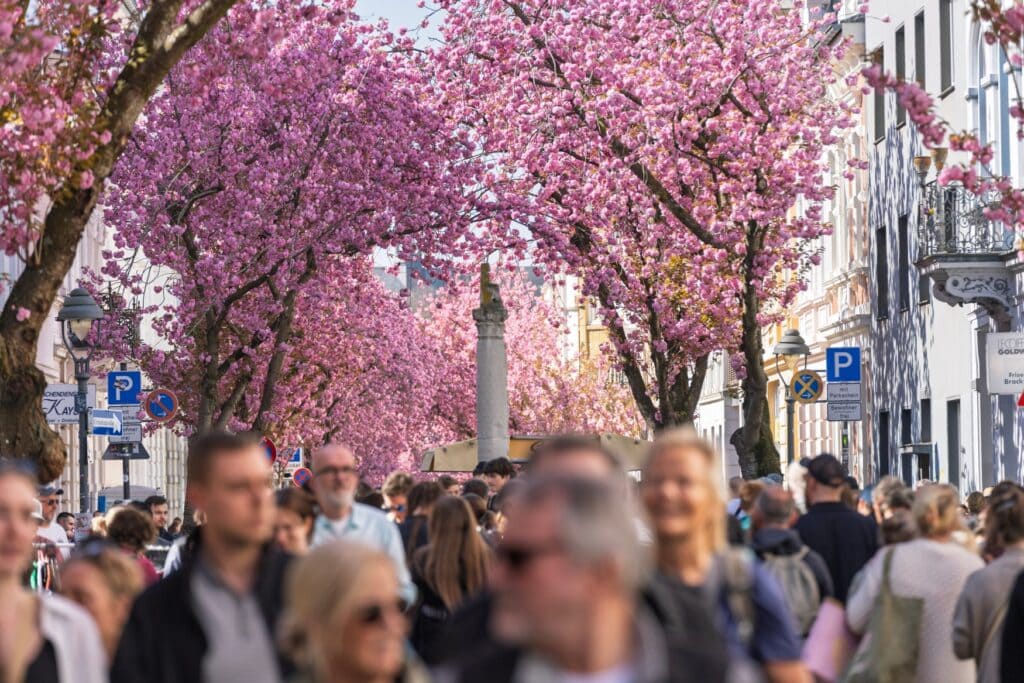Zahlreiche Menschen bummeln bei strahlendem Wetter durch eine Fußgängerzone in Bonn. Im Hintergrund blühen zahlreiche Kirschbäume.