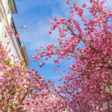 Einige blühende Kirschbäume in Bonn, links eine weiße Fassade, über allem blauer Himmel