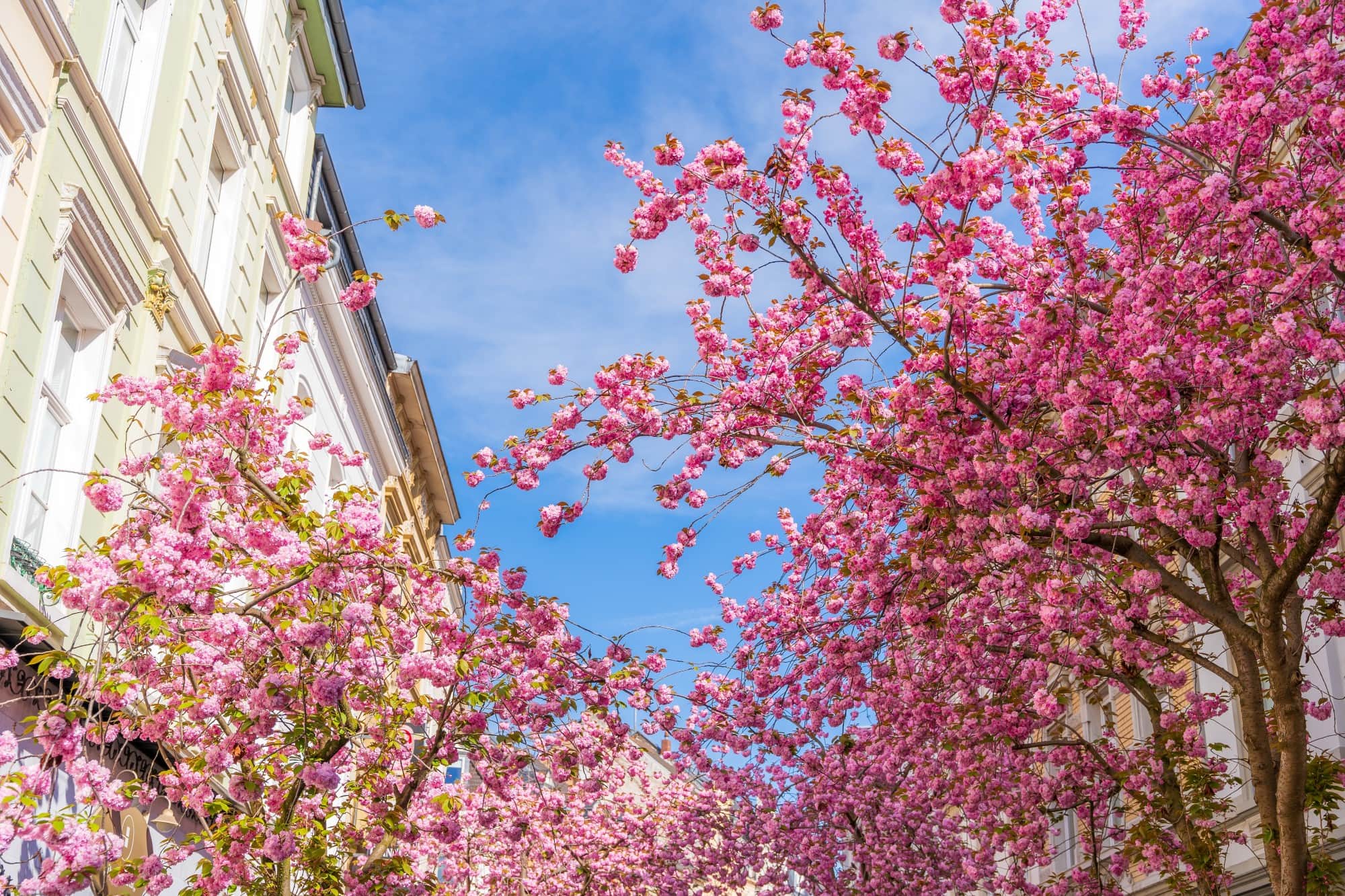 Einige blühende Kirschbäume in Bonn, links eine weiße Fassade, über allem blauer Himmel